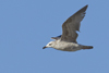 Larus armenicus