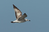 Larus armenicus