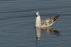 Larus armenicus