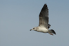 Larus armenicus