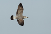 Larus armenicus