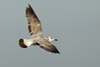 Larus armenicus