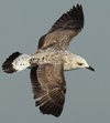 Larus armenicus