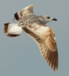 Larus armenicus