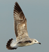 Larus armenicus