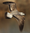 Larus armenicus