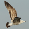 Larus armenicus