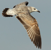 Larus armenicus
