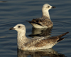 Larus armenicus