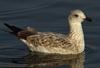 Larus armenicus