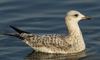 Larus armenicus