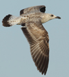 Larus armenicus
