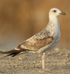 Larus armenicus