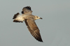 Larus armenicus