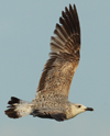 Larus armenicus