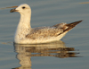 Larus armenicus