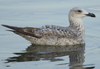Larus armenicus