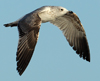 Larus armenicus