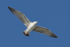 Larus armenicus