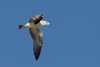 Larus armenicus