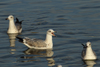 Larus armenicus
