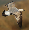 Larus armenicus