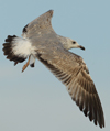 Larus armenicus