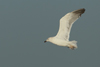 Larus armenicus