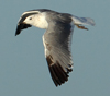 Larus armenicus