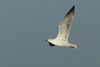Larus armenicus
