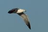 Larus armenicus