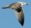 Larus armenicus