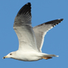 Larus armenicus