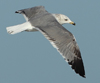 Larus armenicus