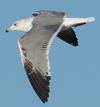 Larus armenicus