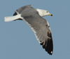 Larus armenicus
