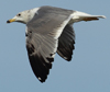 Larus armenicus