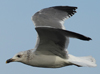 Larus armenicus