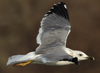 Larus armenicus