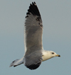 Larus armenicus