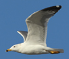 Larus armenicus