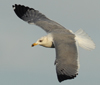 Larus armenicus