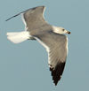 Larus armenicus