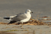 Larus armenicus