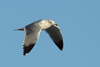 Larus armenicus