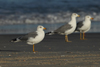 Larus armenicus