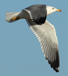 Larus armenicus