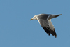 Larus armenicus