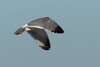 Larus armenicus