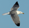 Larus armenicus
